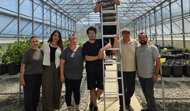 Fidan üretim serası aşırı sıcaklardan işte böyle korunuyor