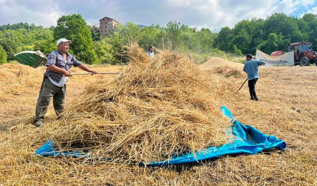 Sinop'ta üreticilerin buğday hasadı başladı