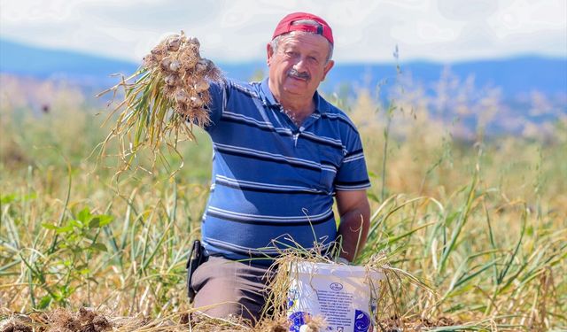 Taşköprü sarımsağında hasat başladı