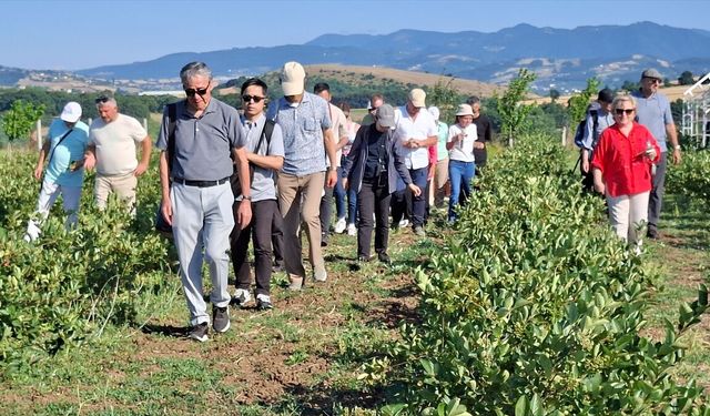 Zararlılarla mücadele için doğaya uğur böceği salındı