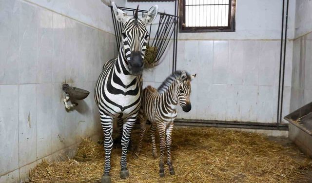 Bursa Hayvanat Bahçesi'nde zebra ailesi büyüyor