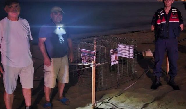 Caretta caretta yuvası koruma altına alındı