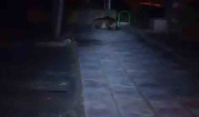 Çocuk parkına ayı girdi