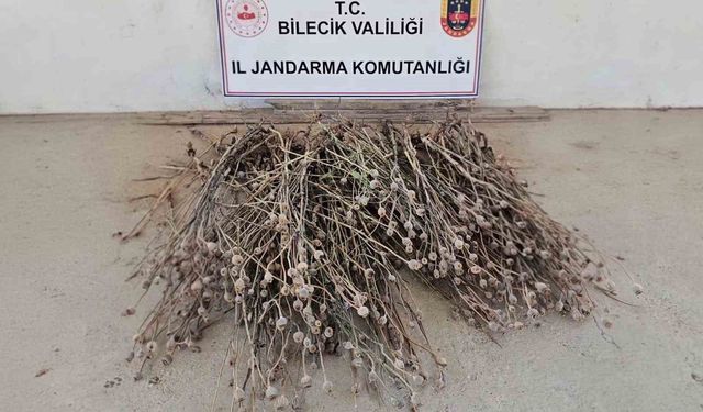 İzinsiz ekilen 136 kök haşhaş ele geçirildi