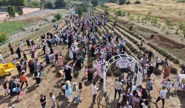 Lavanta kokuları eşliğinde hasat