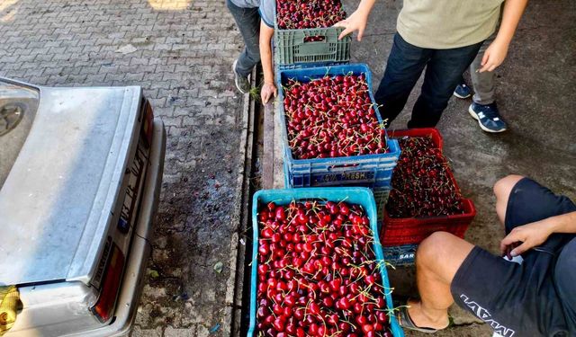 'Napolyon' kirazda bereket yaşanıyor