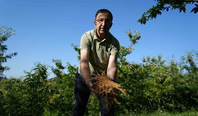 Şifalı kestane çiçekleri hasat ediliyor