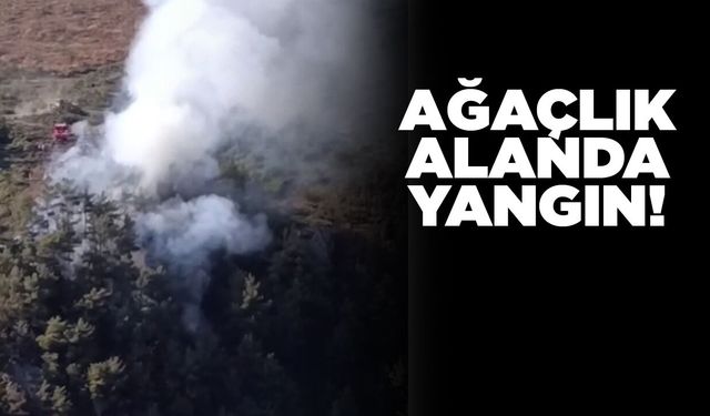 Ağaçlık alandan dumanlar yükseldi!