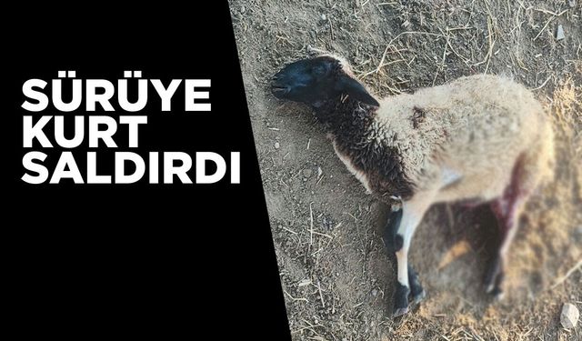 Sürüye kurt saldırdı: 3 koyun telef oldu, 12'si yaralandı
