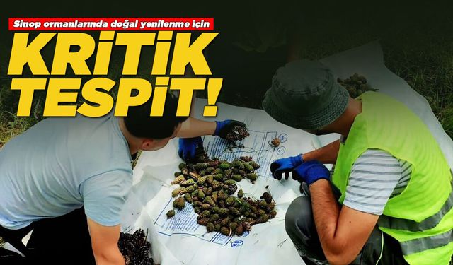Sinop ormanlarında doğal yenilenme için kritik tespit