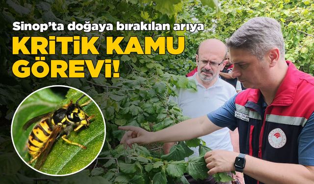 Sinop’ta doğaya bırakılan arı kritik görev üstlenecek!