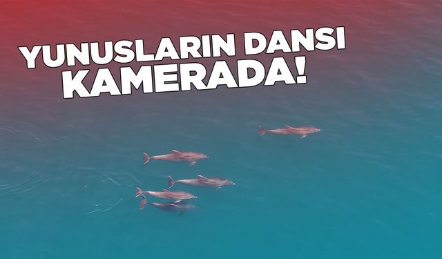 Sinop açıklarında yunusların dansı görüntülendi