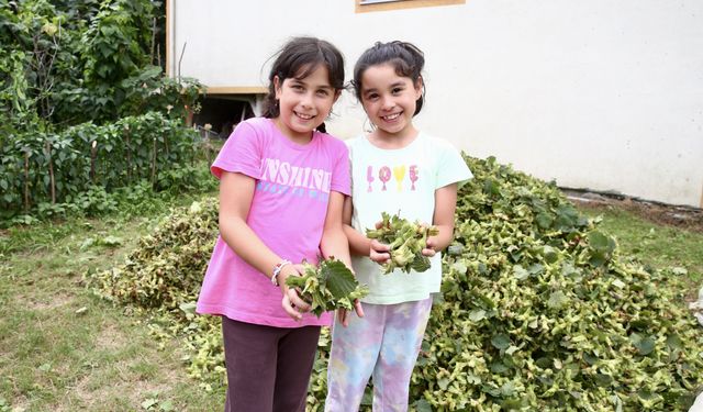 Giresun'da fındık hasadı
