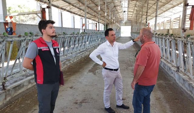 Kargı'da damızlık sığır ithalatı için inceleme yapıldı