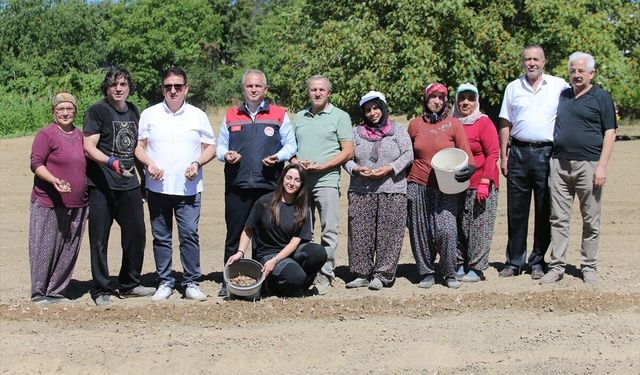 Safran soğanları toprakla buluşuyor