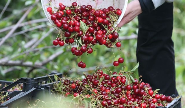 Üreticilerin vişne hasat mesaisi sürüyor