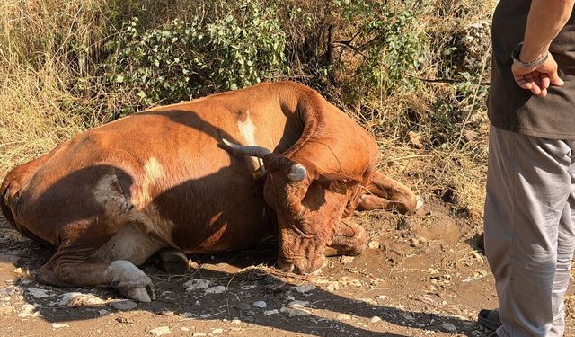 Yediği ottan rahatsızlanan 20 büyükbaş hayvana müdahale edildi