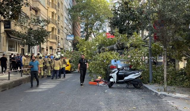 Çınar ağacı iki aracın üzerine devrildi