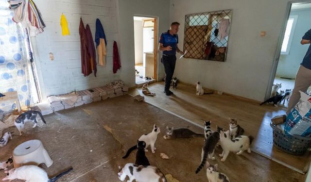 'Çöp ev' ihbarından 100 kedi çıktı