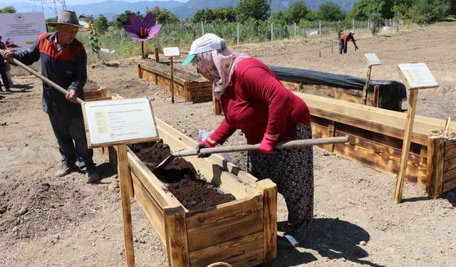 Dünyanın en pahalı baharatının korunması için projeler geliştiriliyor