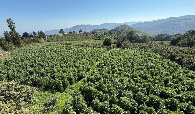 Nebiyan fasulyesinde hasada son 15 gün