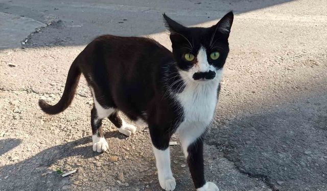 'Pala bıyıklı kedi' görenleri şaşkına çeviriyor