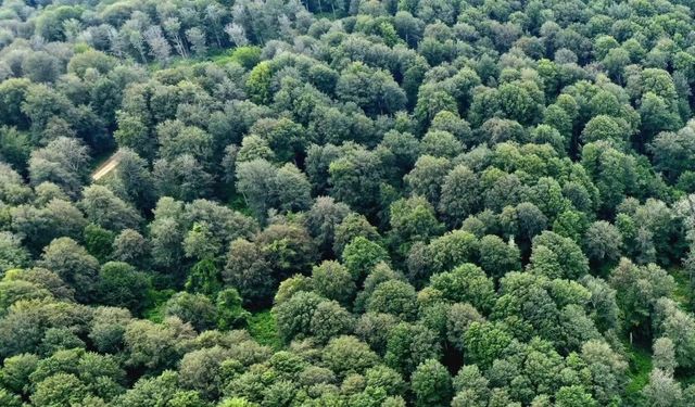Sinop'ta kayın ormanları için seferberlik