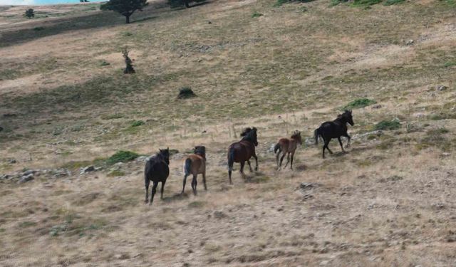 Yılkı atları yaylalarda görüntülendi