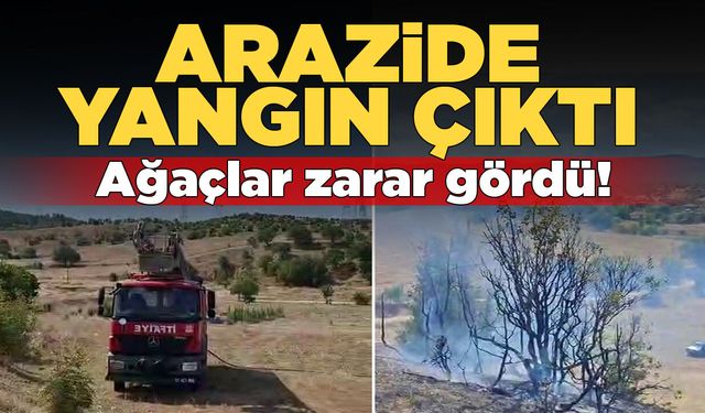Arazide çıkan yangında ağaçlar zarar gördü