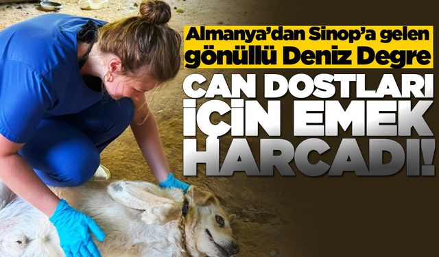Sinop’ta bir ay boyunca can dostlar için emek verdi