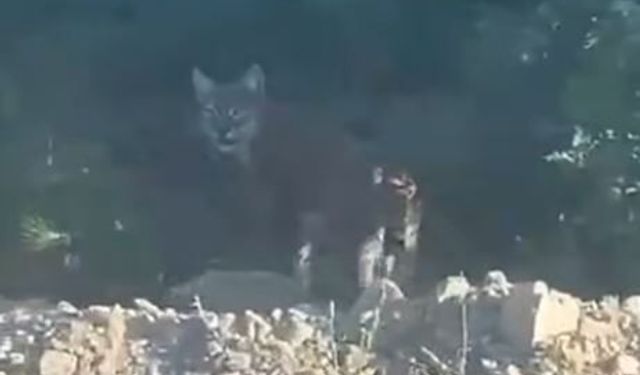 Boyabat'ta vaşak kameraya yansıdı