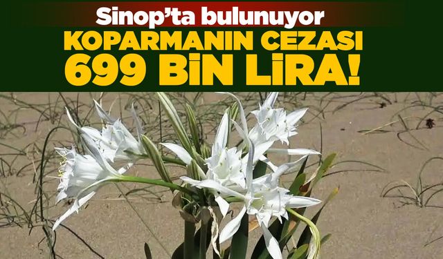 Sinop'ta bulunuyor: Koparmanın cezası 699 bin lira!