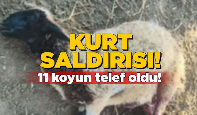 Sinop'ta kurtlar sürüye saldırdı, 11 koyun telef oldu