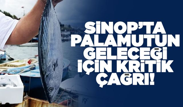 Sinop'ta palamut stoklarını korumak için av yasağı!