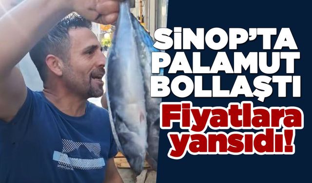 Sinop'ta palamut bolluğu fiyatlara yansıdı!