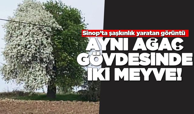 Aynı ağaç iki farklı meyve veriyor!