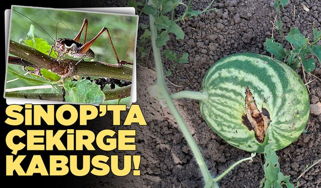 Sinop’ta çekirge kâbusu üreticileri zorluyor