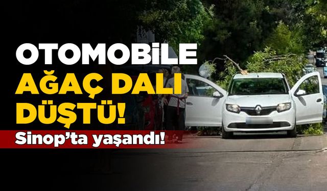 Sinop'ta seyir halindeki otomobile ağaç dalı düştü