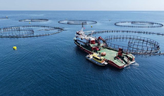 Sinop’ta Türk Somonu üretim alanlarında denetim