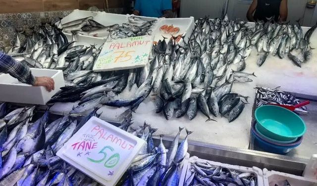 Sinop'ta balık bolluğu yaşanıyor
