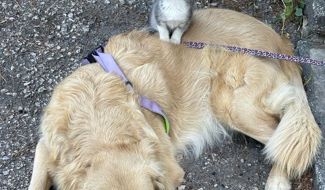 Köpek, yavru kediye annelik yapıyor