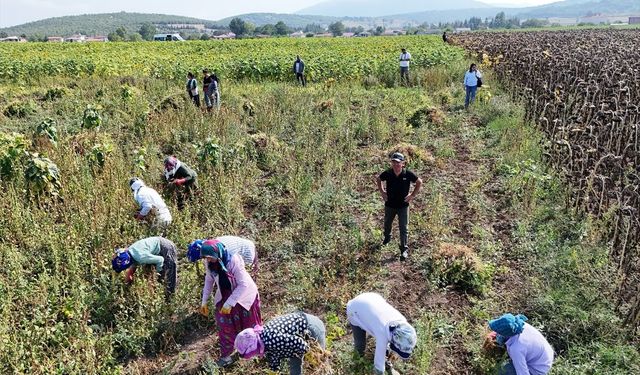 Ladik fasülyesinde hasat başladı