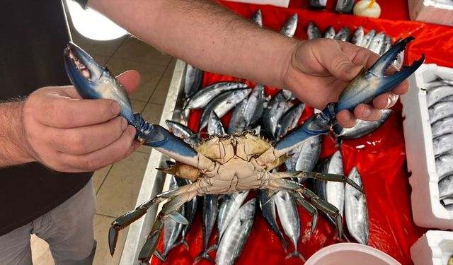 Nadir görülen mavi yengeç Sinop'ta ağlara takıldı