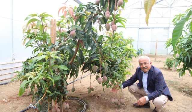 Ordu Belediyesi, 20 farklı tropikal meyveyi seralarda yetiştiriyor