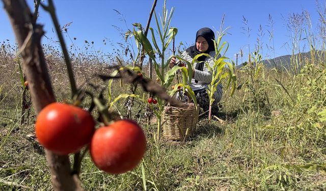Üreten kadınların emeği kooperatifle katma değere dönüşüyor