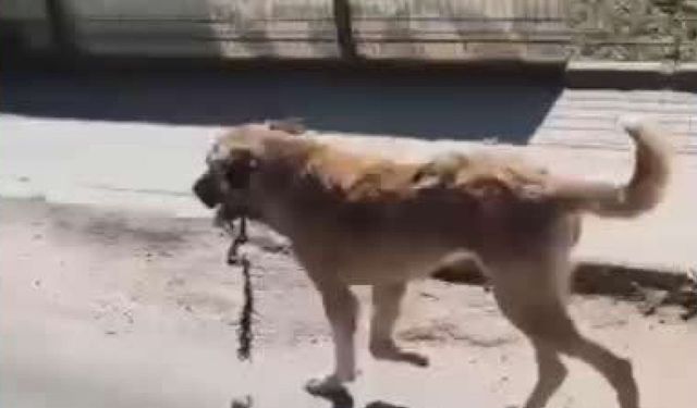 Ağzına çengel takılan köpek kurtarıldı