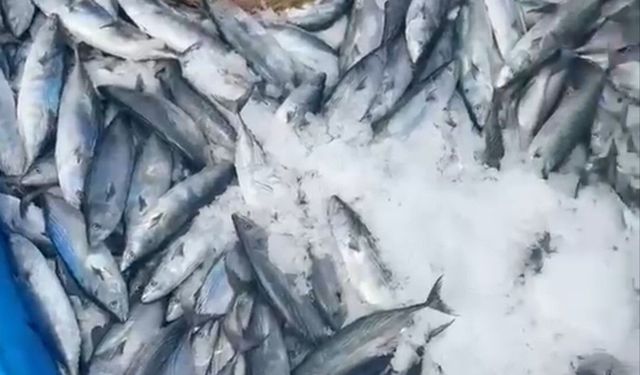 Bir gecede 2 bin adet palamut avlandı