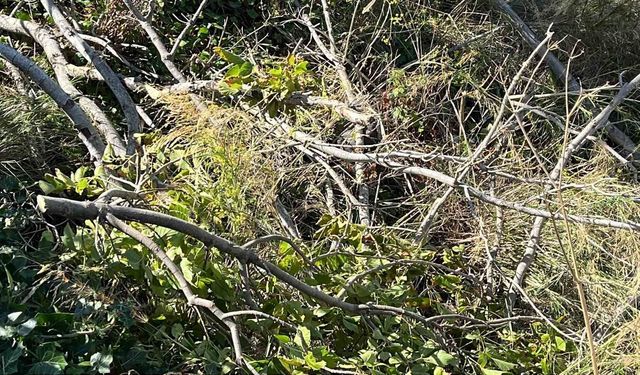 Sinop'ta çeşitli noktalarda ağaçlar devrildi
