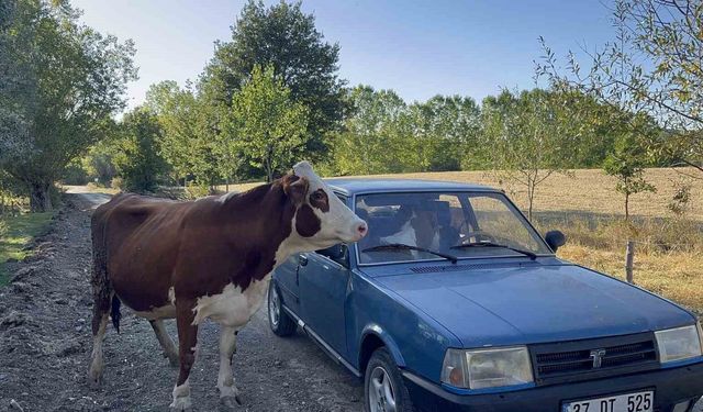 Tarlada doğurduğu yavrusunu bir an olsun bırakmadı