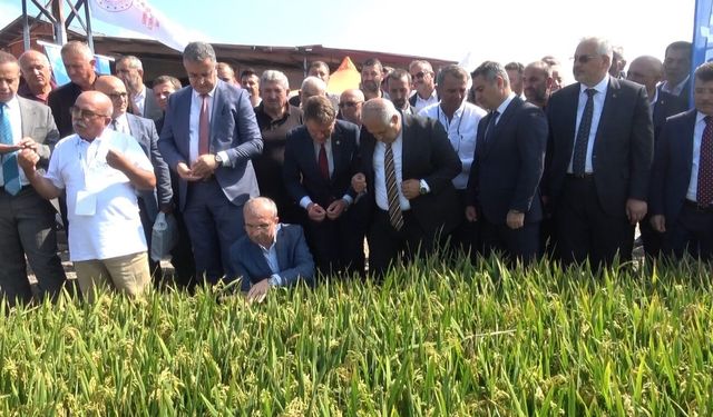 Türkiye'de ilk! Çeltik ağası seçildi